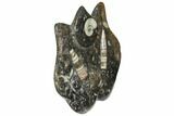 Fossil Goniatite & Orthoceras Sculpture - Morocco #111018-1